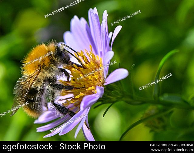 08 October 2023, Brandenburg, Sieversdorf: A wild bee searches for nectar in the midday sun on a blooming autumn aster. Photo: Patrick Pleul/dpa
