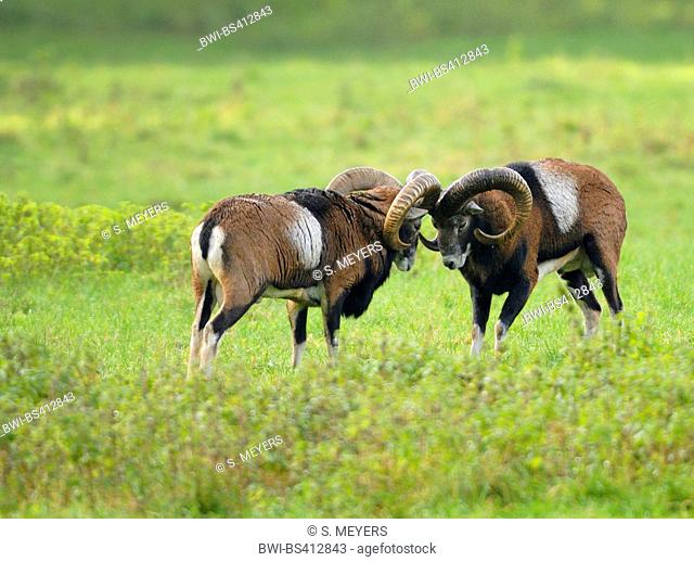 Mouflon (Ovis musimon, Ovis gmelini musimon, Ovis orientalis musimon), mouflon rams in rut, Germany