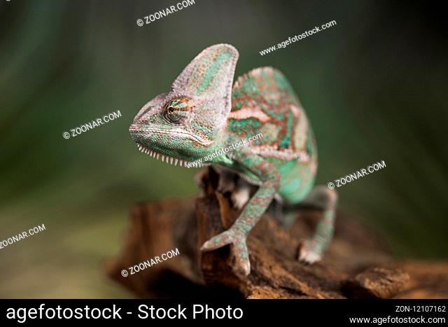 Green chameleon, lizard on green background