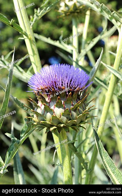 Cardoon (Cynara cardunculus) is a perennial plant cultivated for its edible leaf stems and inflorescences. Is native to western Mediterranean region