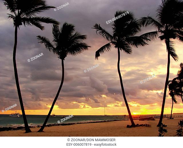 Silhouettes of palm trees on a tropical beach