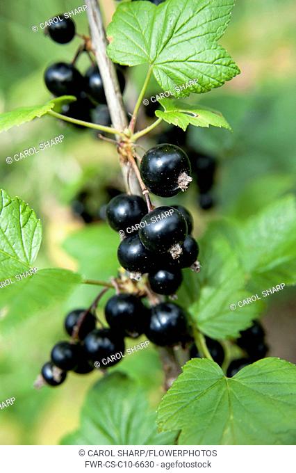 Currant, Blackcurrant, Ribes nigrum, Ripe fruit on a bush