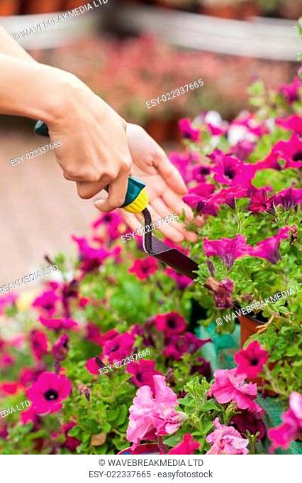 Gardener spading flowers in the pot