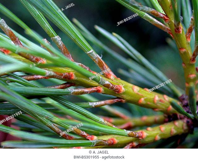 Scotch pine, scots pine (Pinus sylvestris), branch with needle, Germany