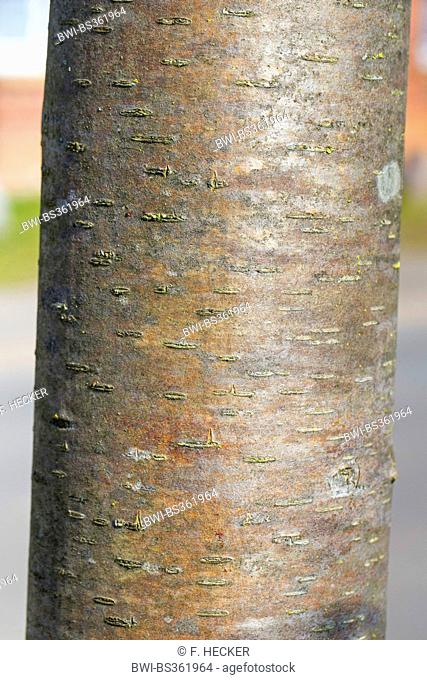 European mountain-ash, rowan tree (Sorbus aucuparia), bark, Germany