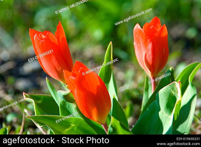 drei rote Tulpen