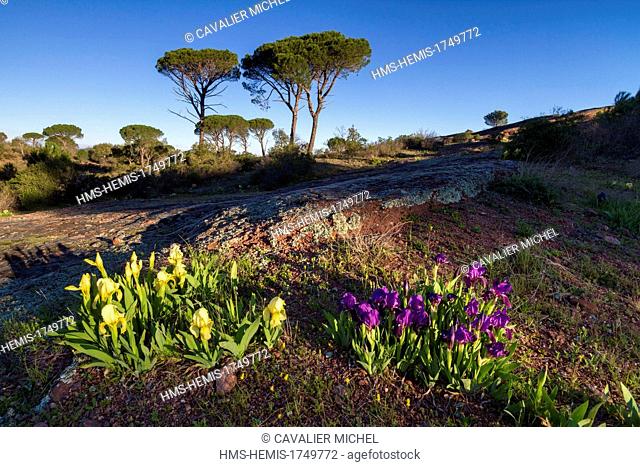 France, Var, Plaine des Maures National Nature Reserve, Vidauban, pink sandstone slabs, umbrella pine or parasol pine (Pinus pinea) and Crimean iris (Iris...