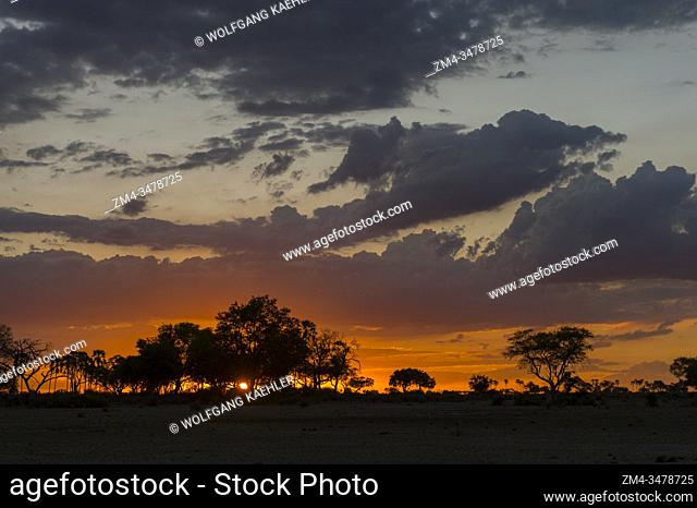Dramatic clouds over silhouetted trees at sunset in the Jao Concession, Okavango Delta in Botswana