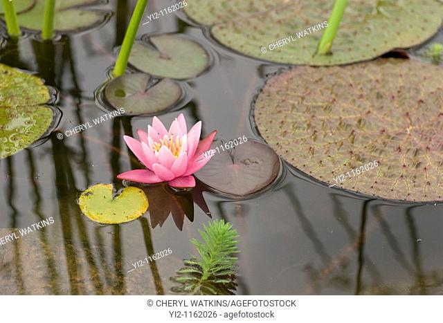 Pink lilies on pond