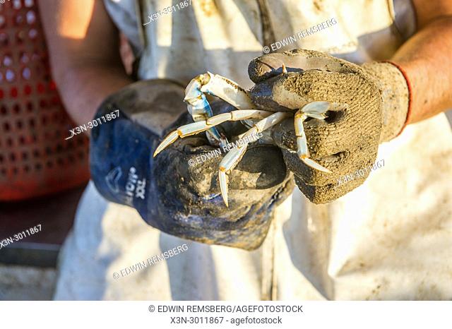 Waterman wearing work gloves handles Chesapeake blue crab, Dundalk, Maryland. USA