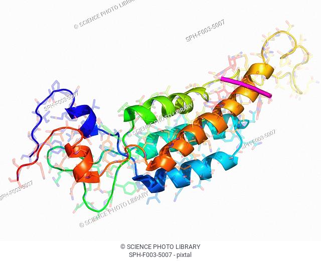 Tobacco mosaic virus capsid protein, molecular model