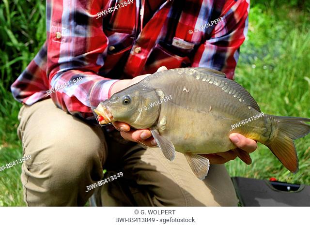 carp, common carp, European carp (Cyprinus carpio), man presenting a freshly caught mirror carp, Germany