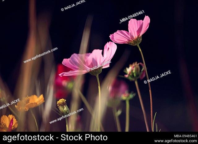 Colorful flower meadow with blooming Cosmea, close-up