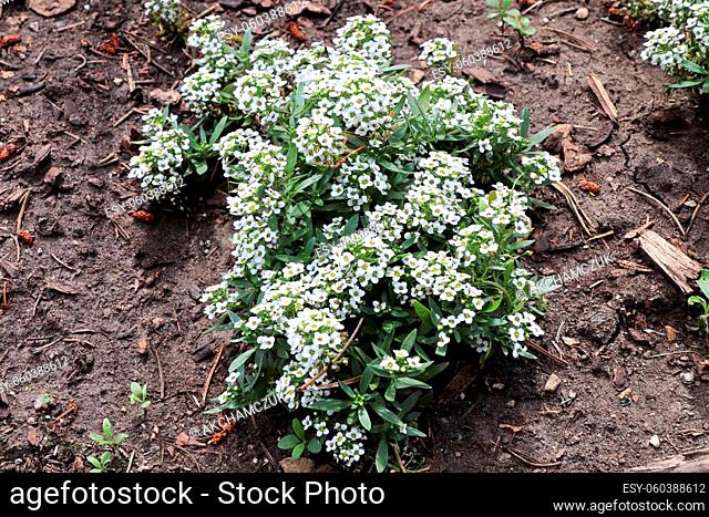 Closeup of a mound of white Lobuaria flowers in bloom
