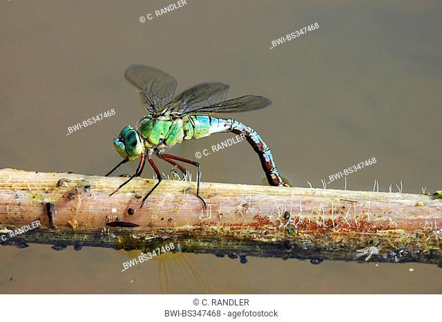 emperor dragonfly (Anax imperator), oviposition, Germany, Baden-Wuerttemberg