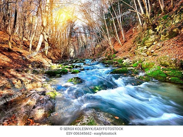 Fast river in a mountain forest on a sunny day