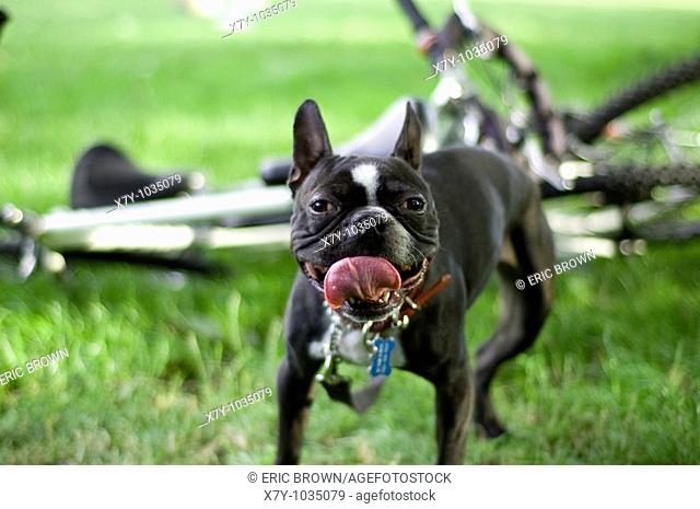 A Boston Terrier breathing heavily with its tongue out