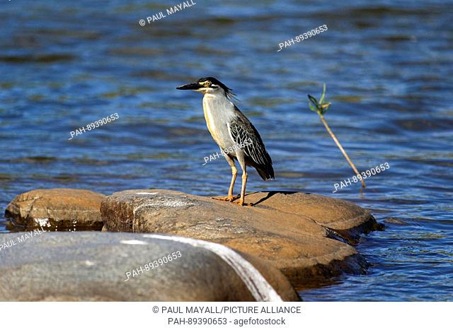 Striated heron (Butorides striatus) perched on a granite rock, Kruger National Park, South Africa | usage worldwide. - /South Africa/South Africa
