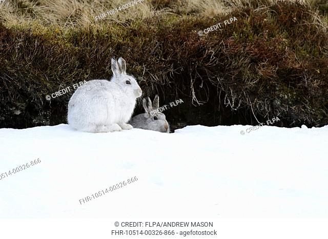 Mountain Hare (Lepus timidus) adult pair, in winter coat, sitting on snow at entrance to form in peat hag, Cairngorms N.P