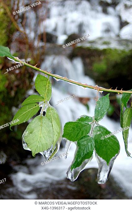 Frozen Blackberry leaves
