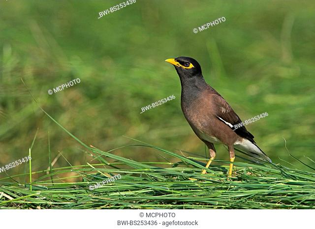 common mynah Acridotheres tristis, sitting in grass, Oman