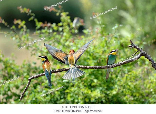 France, Jura, low Doubs valley, Petit Noir, European Bee eater (Merops apiaster) colony nesting birds in the banks of the Doubs