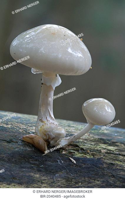 Porcelain Fungus (Oudemansiella mucida), Tinner Loh, Haren, Emsland region, Lower Saxony, Germany, Europe