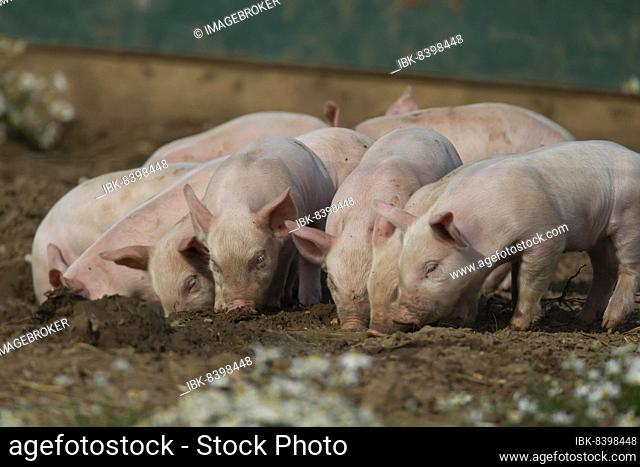 Pig (Sus domesticus) juvenile baby piglets in a farm field, Suffolk, England, United Kingdom, Europe