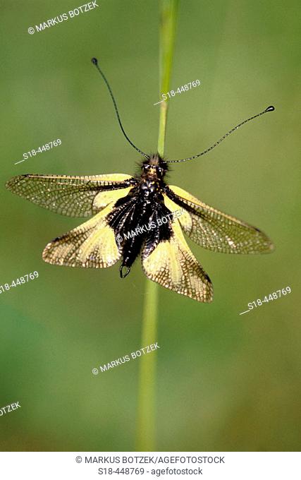 Owlfly on the dry-meadows at the Kaiserstuhl in southern Germany, where it is warm enough for this Insect, which is normaly a mediterenean Species