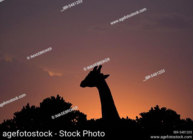 Giraffes (Giraffa camelopardalis), ungulates, mammals, animals, Giraffe adult, head and neck silhouette at sunset, Masai Mara National Reserve, Kenya, Africa