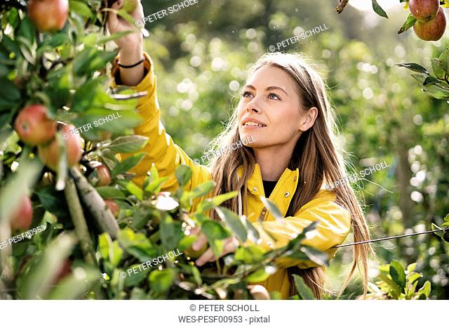 Smiling woman harvesting apples from tree