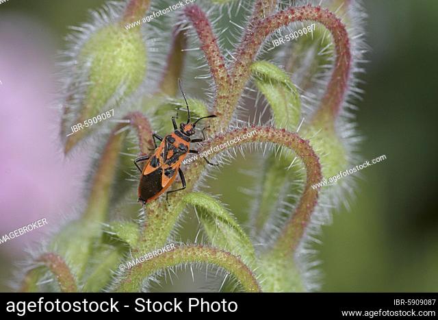 Corizus hyoscyami (Corizus hyoscyami) on borage (Borago officinalis), Germany, Europe