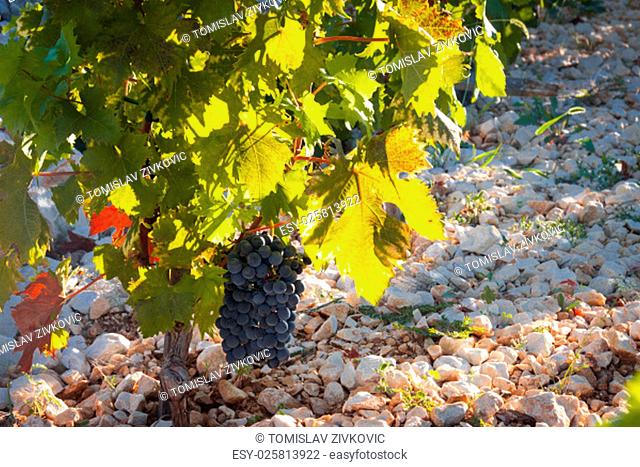 Famous Primosten Babic grapes vineyard in Croatia