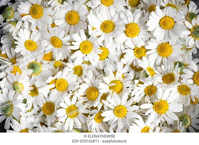Background of fresh medicinal roman chamomile flowers