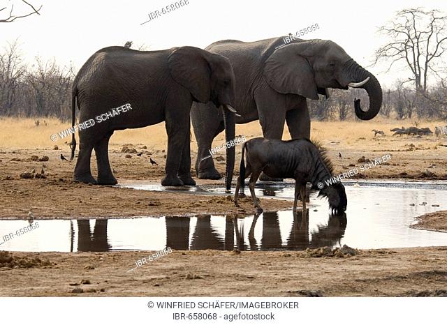 African Bush Elephants or Savanna Elephants (Loxodonta africana) at a waterhole, Moremi Game Reserve, Botswana, Africa