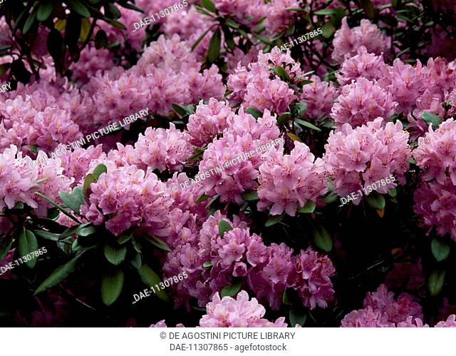 Catawba rhododendron or Catawba rosebay (Rhododendron catawbiense), Ericaceae