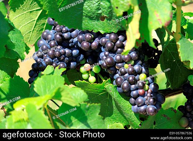 bunches of grapes on vines in a vineyard before harvest