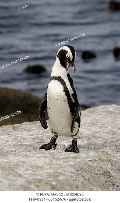 Jackass Penguin Spheniscus demersus adult, preening, standing on coastal rock, Simon's Town, Cape Peninsula, South Africa
