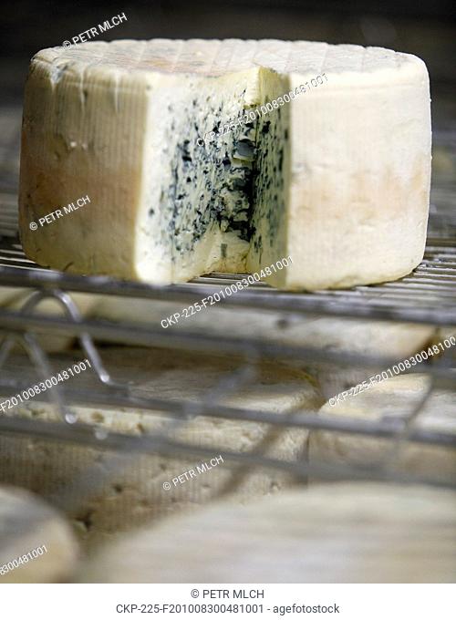 cheese, blue cheese, dairy works, cheesemaking, Niva, curing of cheese