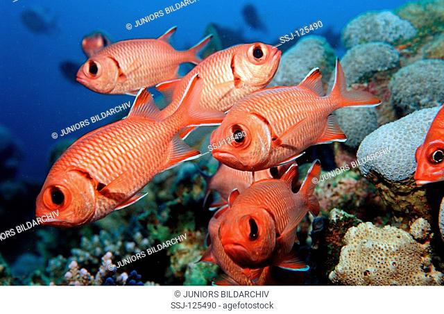 Schooling Blotcheye soldierfish, Myrpristis murdjan, Egypt, Shaiab Shouna, Red Sea
