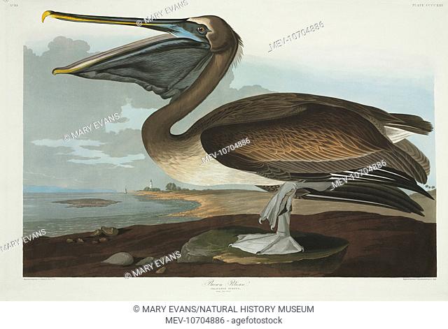 Plate 421 from John James Audubon's Birds of America, original double elephant folio (1835-38), hand-coloured aquatint. Engraved, printed and coloured by R
