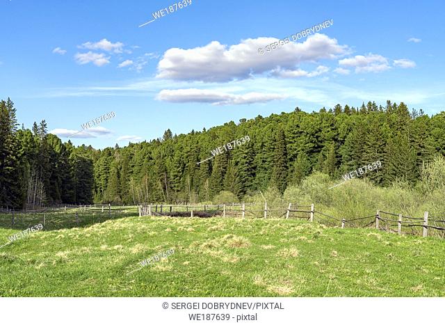 Green meadow with a wooden fence on the edge of a coniferous forest