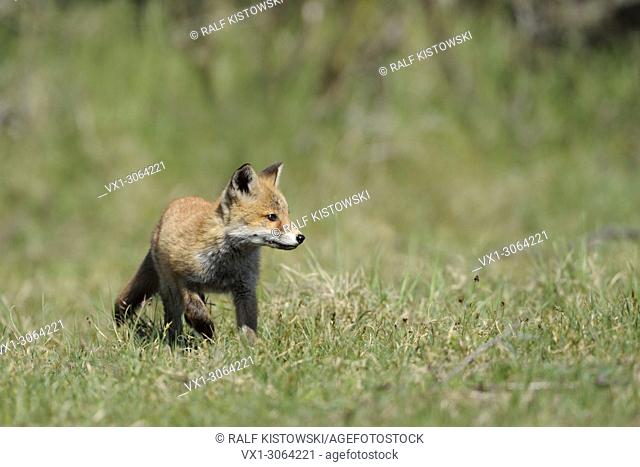 Attentive young cub of Red Fox (Vulpes vulpes) on a meadow researching his environment, wildlife, Europe