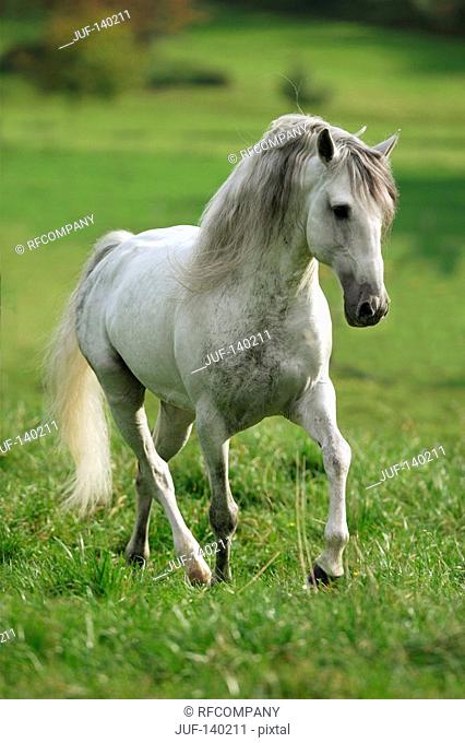 lusitano horse - galloping on meadow