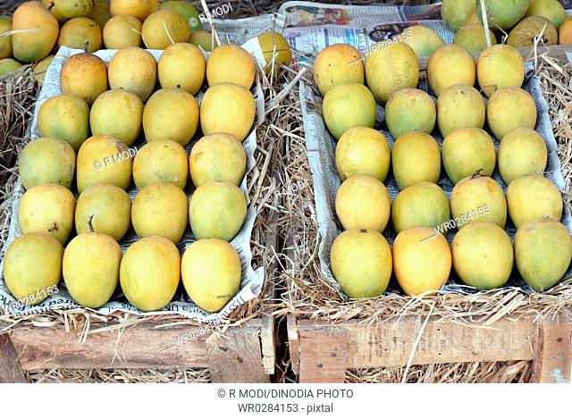 Fruits , Alphonso mangoes two box for sell in shop