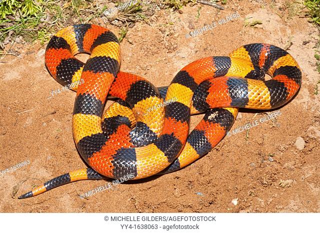 Pueblan Campbell's milk snake, Lampropeltis triangulum campbelli, native to southern Puebla, eastern Morelos, northern Oaxaca