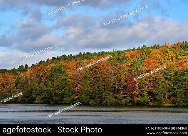 23 October 2021, Brandenburg, Siehdichum: The deciduous forest at Hammersee in the Schlaubetal Nature Park is colourful in autumn