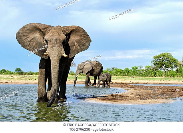 African elephant group (Loxodonta africana) drinking at a watehole. Hwange National Park, Zimbabwe