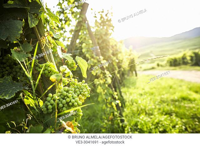 Grape cluster of Eguisheim vineyards, Alsace (department of Haut-Rhin, region of Grand Est, France)
