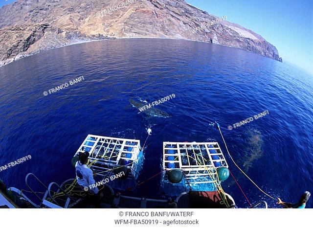 divers in shark cage with great white shark circling, Carcharodon carcharias, Guadalupe Island, Pacific Ocean, Mexico